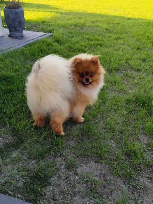 Pomeranian ,Szpic miniaturowy, idealny