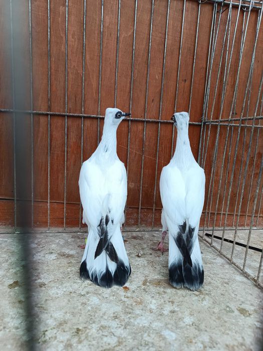 Wiedeński Lotny,Wiedeńskie