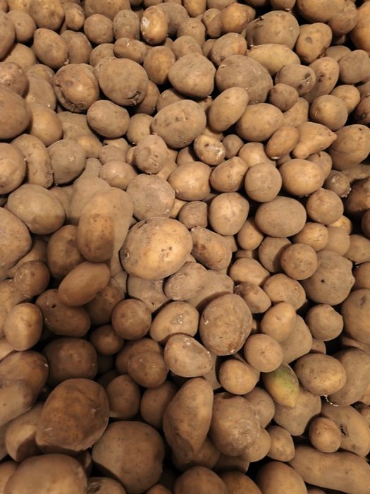 Sprzedam ziemniaki ekologiczne