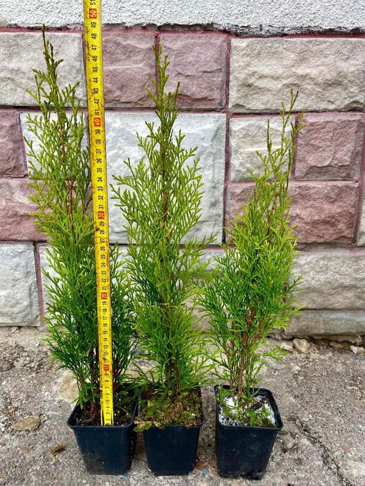 Смарагд голд-широкий вибір-є опт