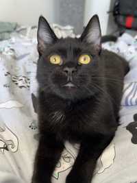 VITO - mały, czarny kot, kociak, kocurek do adopcji za darmo