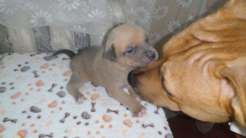 Цуценята піт-бультер'єра