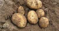 Ekologiczne ziemniaki odmiany belarozy ,bernina , tajfuny ,lordy