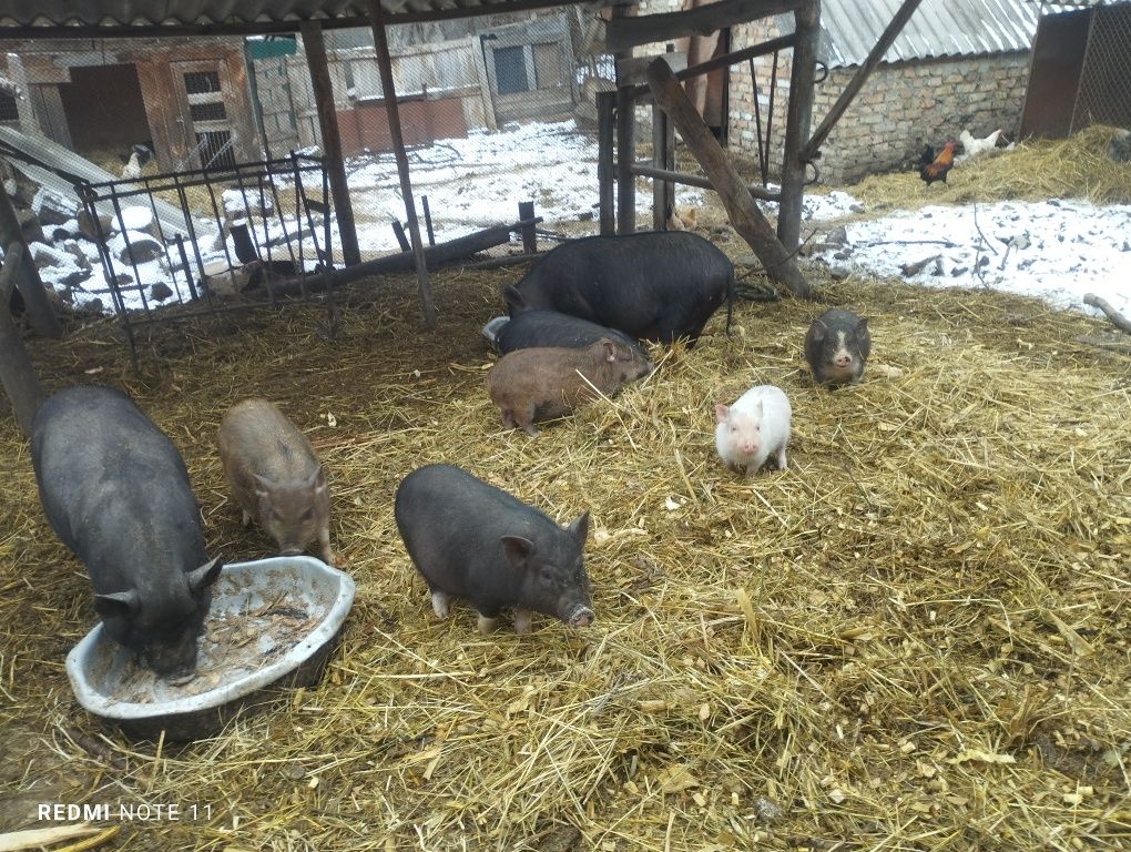 В'єтнамські свині