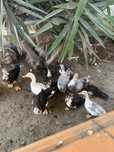 Patos gansos femeas e machos