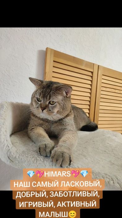 Шотландские коты Продажа