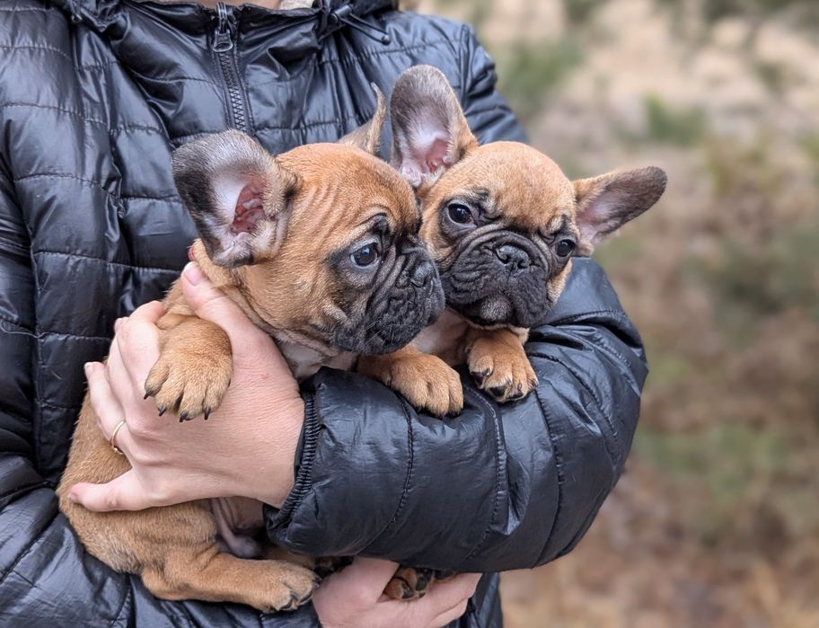 Огненно-рыжие щенки с документами КСУ
