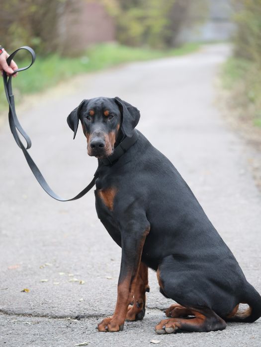 Доберман. Хлопчик