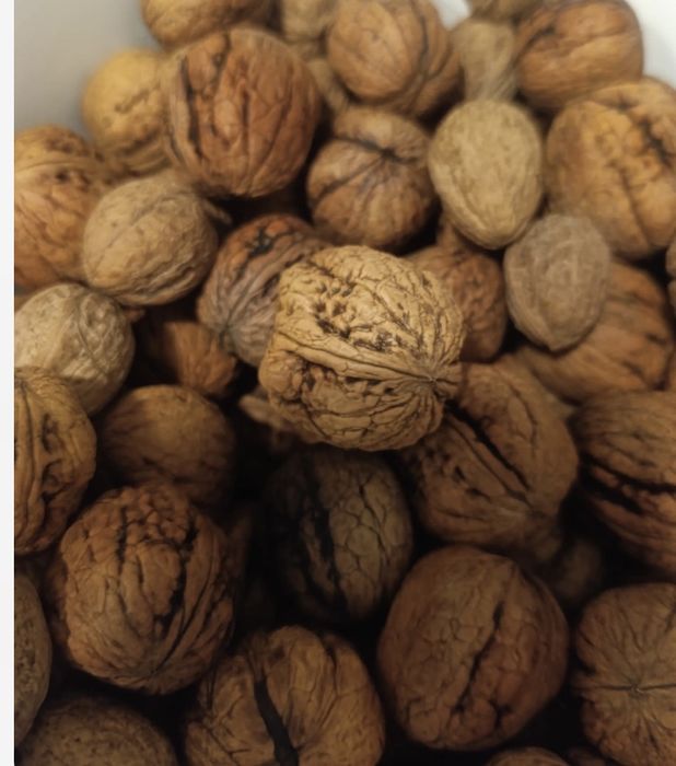 Orzecy włoskie tegoroczne