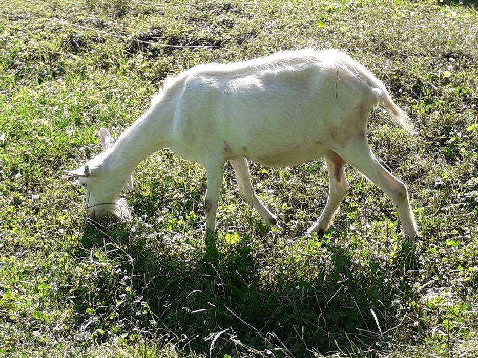 Продам зааненські кози