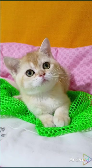 Шикарная прямоухая девочка золотая шиншилла