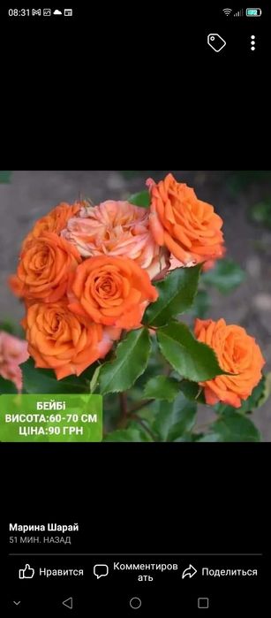 Саженцы роз Бьянка, Бейби и др.