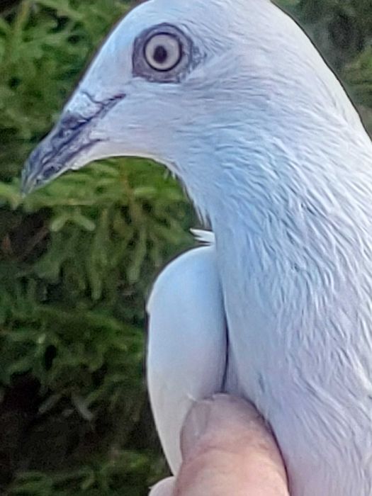 Gołębie Jasne na białych ogonach