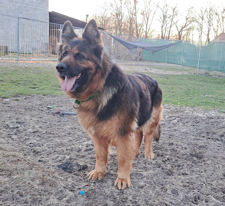 Hades i Hera- rodzeństwo owczarków szuka domu