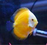 Discus Yellow Golden Melon 12-14cm - Grade A