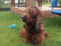 Cocker spaniel angielski sprawdzony