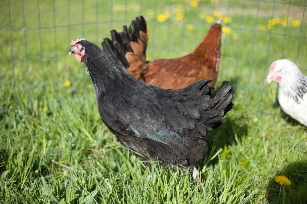 Kurki kokoszki nioski Rosa na wybieg odchowana