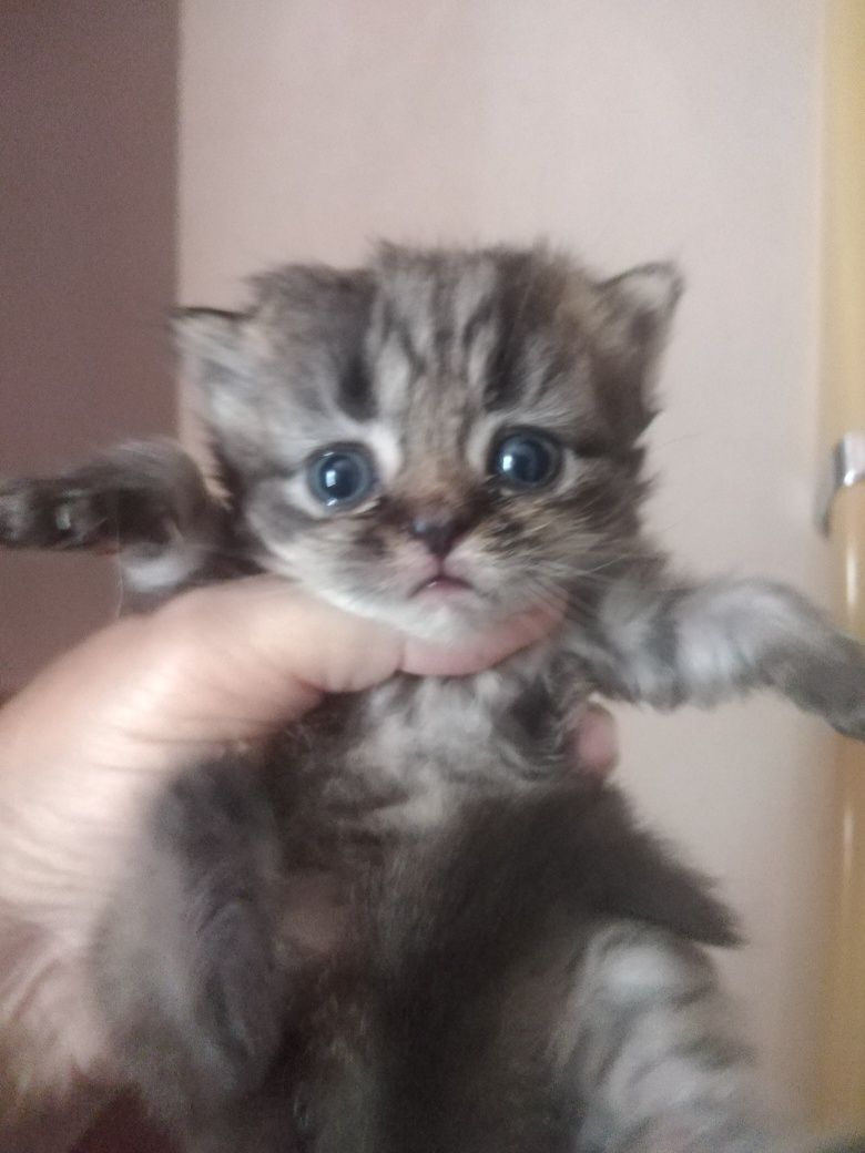 Продам британскую мраморную кошечку