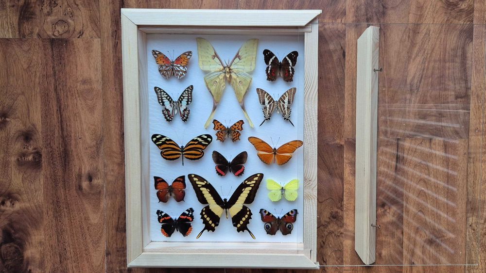 Gablotka motyle dzienne nocne na ścianę Actias sinensis Papilio i inne