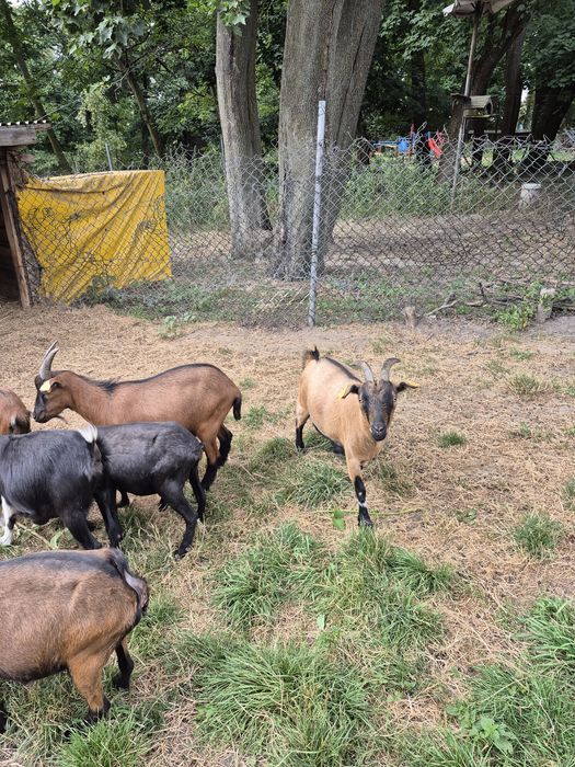 Kozy miniaturowe do ogrodów, zabawy z dziećmi, skubania trawy.