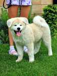 Akita Inu (japońska) czerwony piesek, ZKwP / FCI & AKIHO