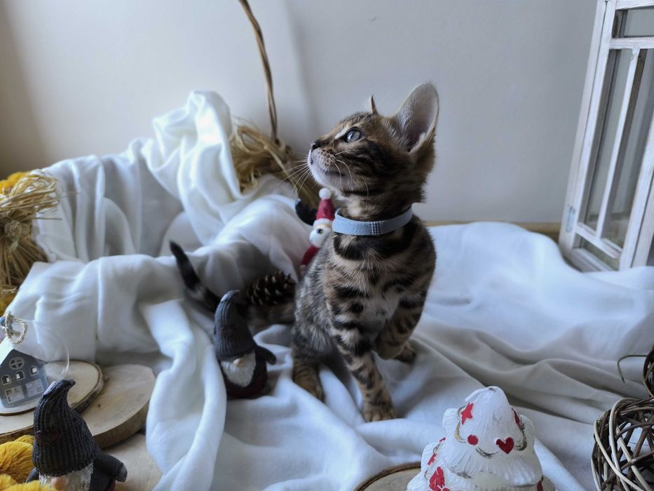 Kotka/Bengalski/Rodowód/FPL/FiFe/Gotowa do odbioru