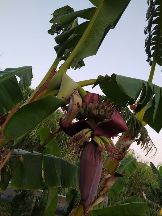 Bananeiras da Madeira envasadas enrraizadas