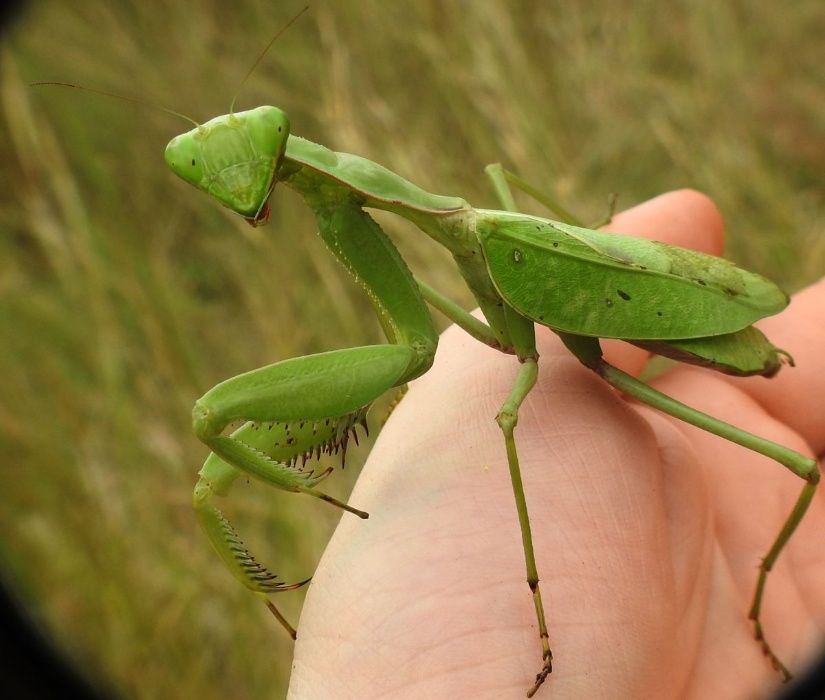 NOWY Sphodromantis sp. Giant