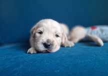 Golden Retriever Zkwp