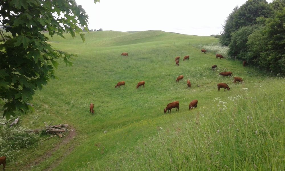 Byk rasy Polska Czerwona z Zasobów Genetycznych