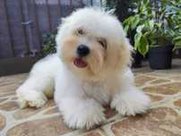Coton de Tulear, wełniany maluszek z wyjątkowym charakterem