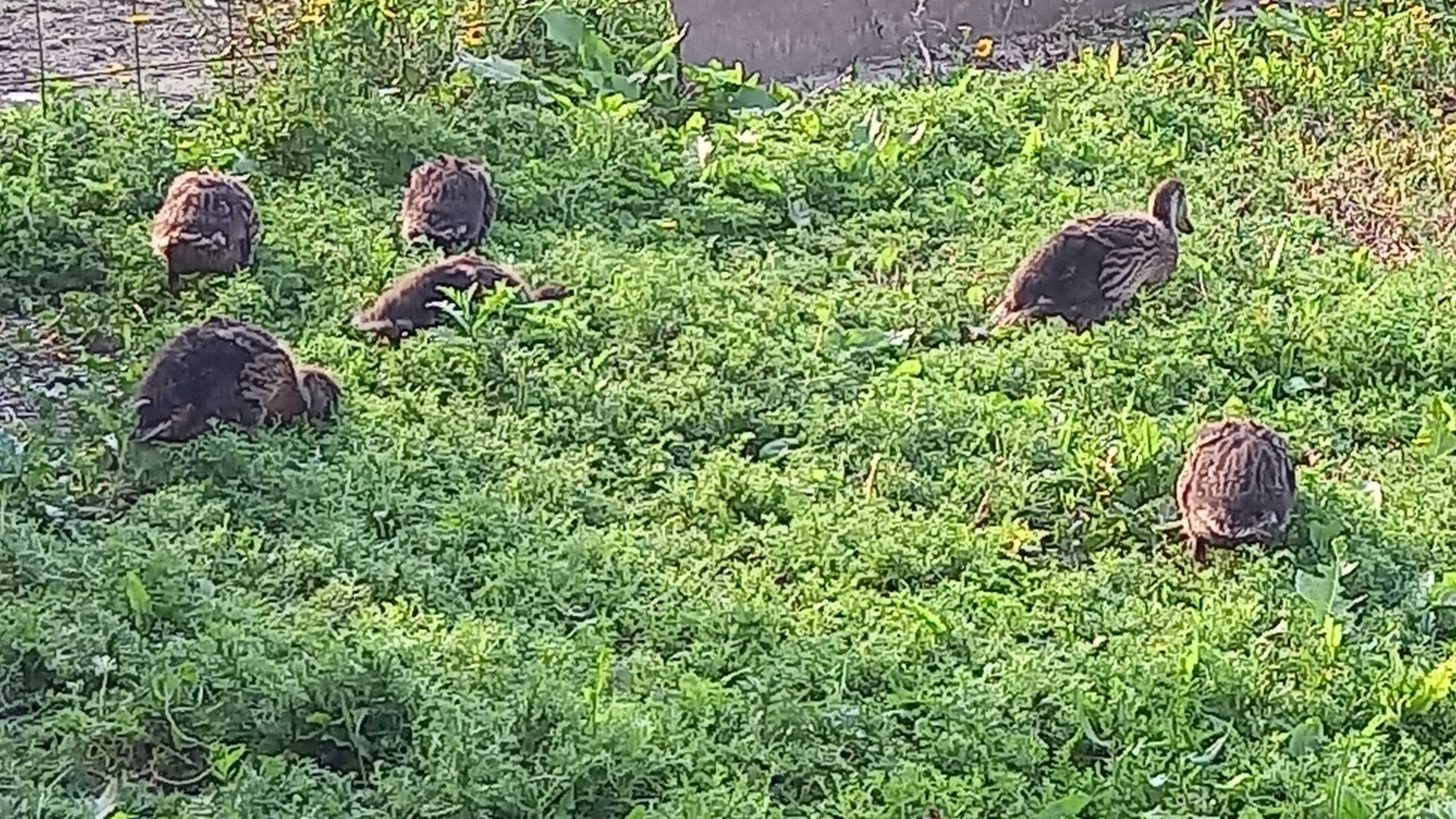 Patos voadores criados no campo