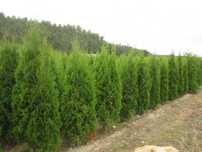 tuja tuje kolumnowa Columnaris 200-220 cm
