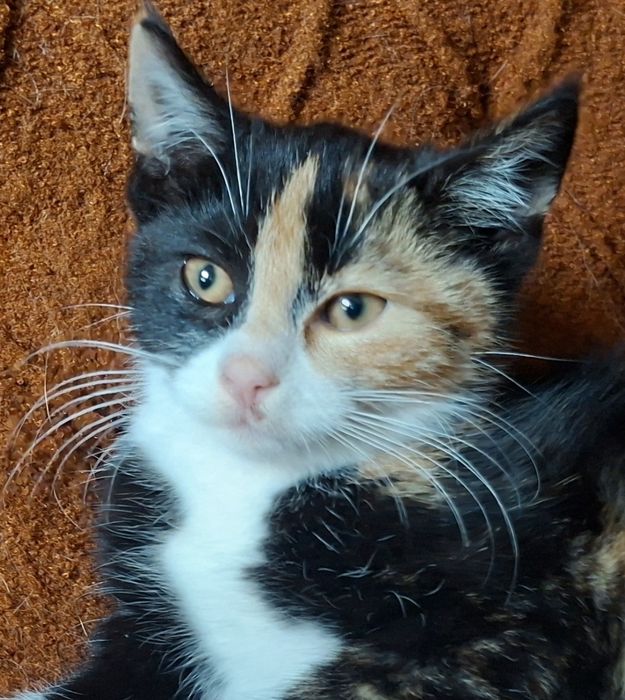 Basia- kotunia szuka stałego domku