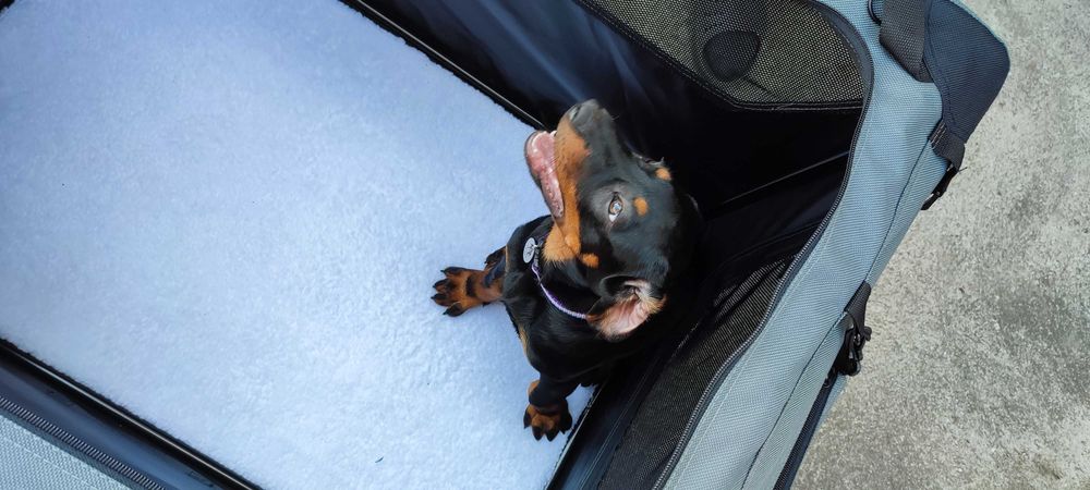 Transporter XXL dla dużego psa