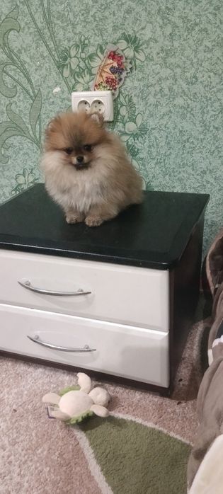 Мальчик померанский шпиц КСУ-FCI