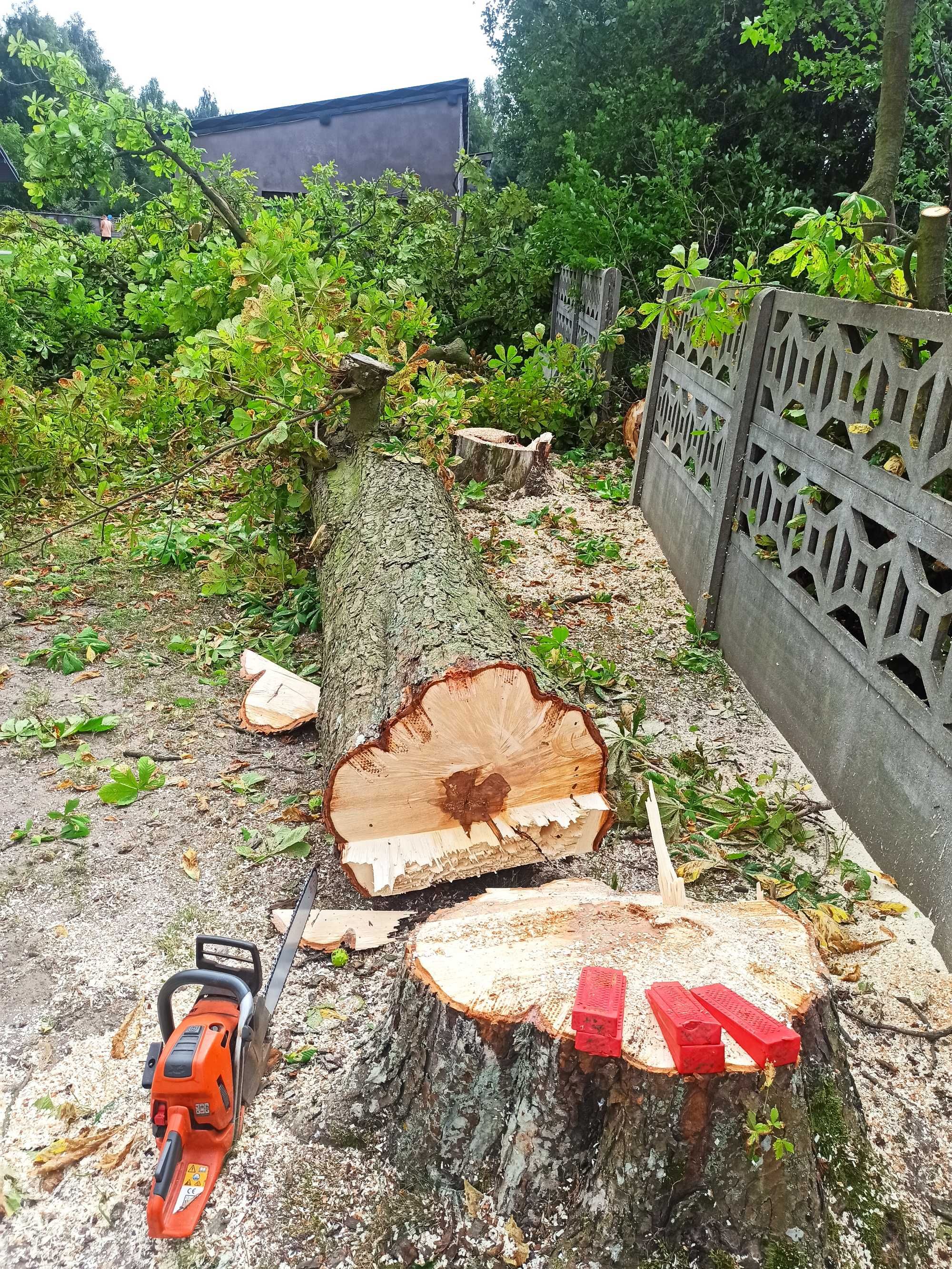 Wycinka, ścinka, cięcie, usuwanie drzew, niedrogo