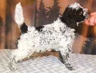 Lagotto Romagnolo/ zapowiedź miotu WIOSNA 2026