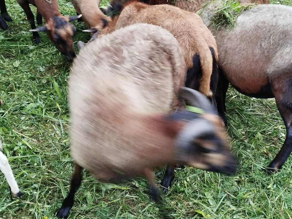 Baran tryk sprzedam 2 sztuki .