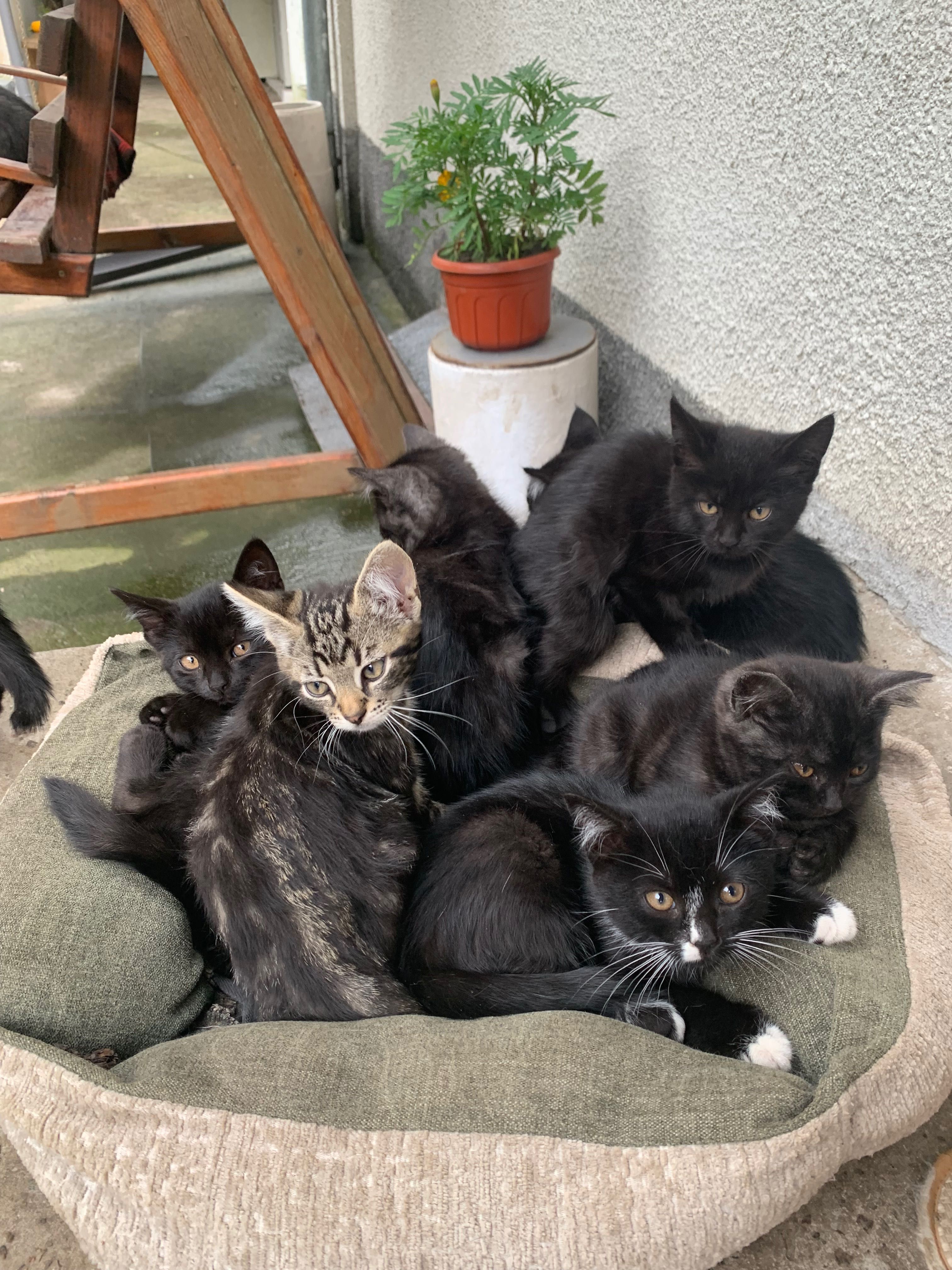 Котенята (хлопчики і дівчатка)