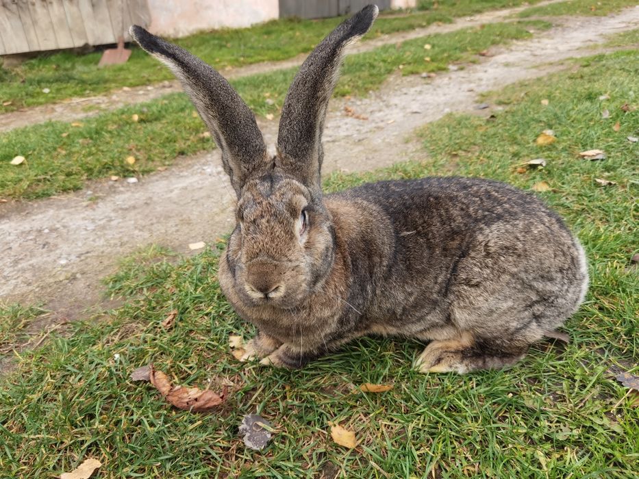 Króliki Belgijskie Olbrzymy ponad 7 kg masywne okazy hodowlane samce