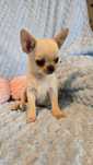 Chihuahua  pieski  z rodowodem ZKwP FCI