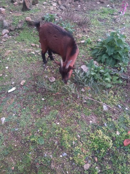 Cabra e duas ovelhas