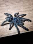 Caribena versicolor L6
