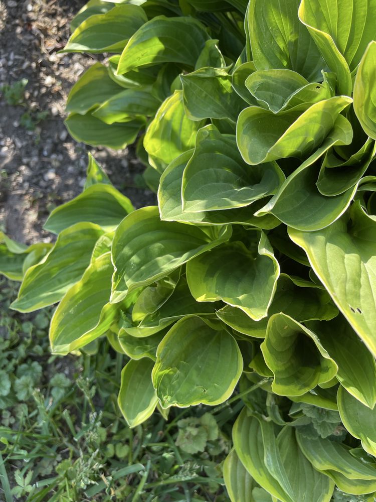 Funkia ogrodowa (hosta)