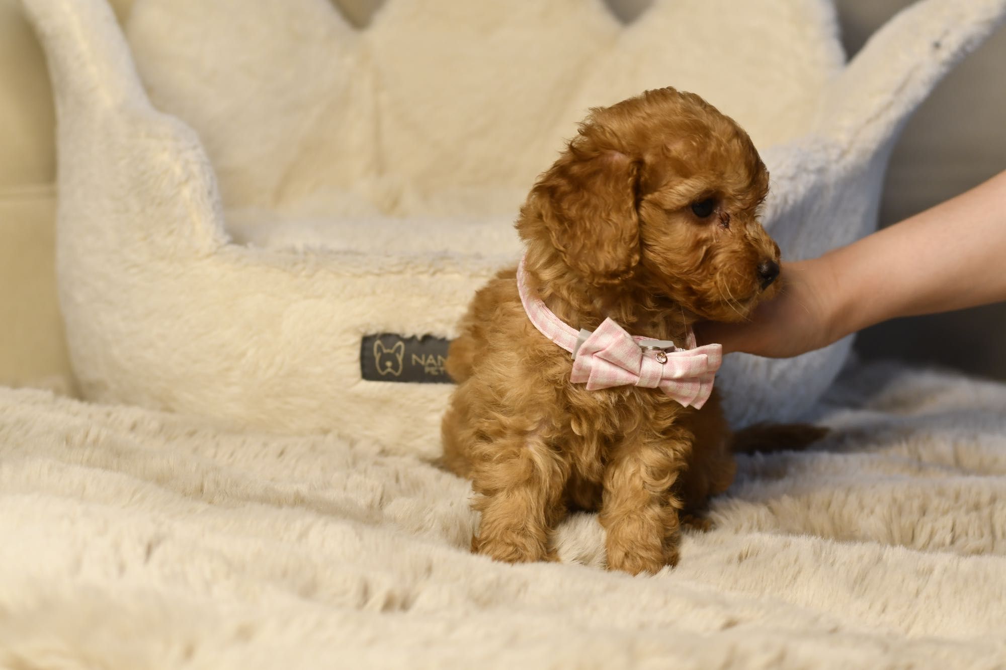 Cavapoo F1 RED wyjątkowa dziewczynka ZAREZERWOWANA