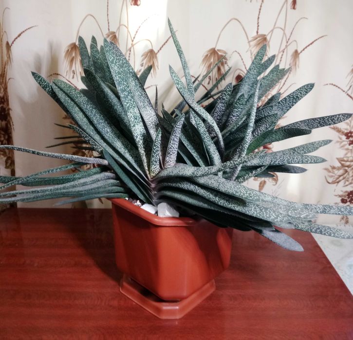 Гастерия бородавчатая (Gasteria verrucosa)