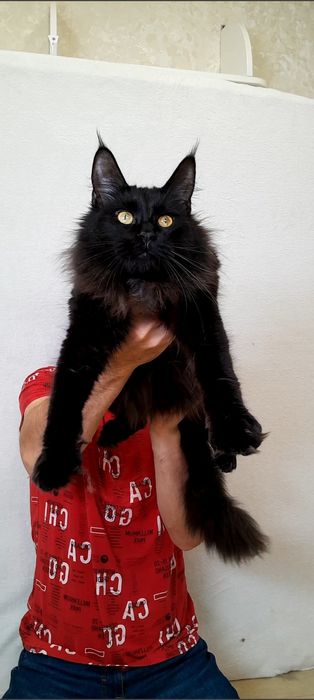 мейн-кун дівчинка — спокій, дружба та радість у вашому домі