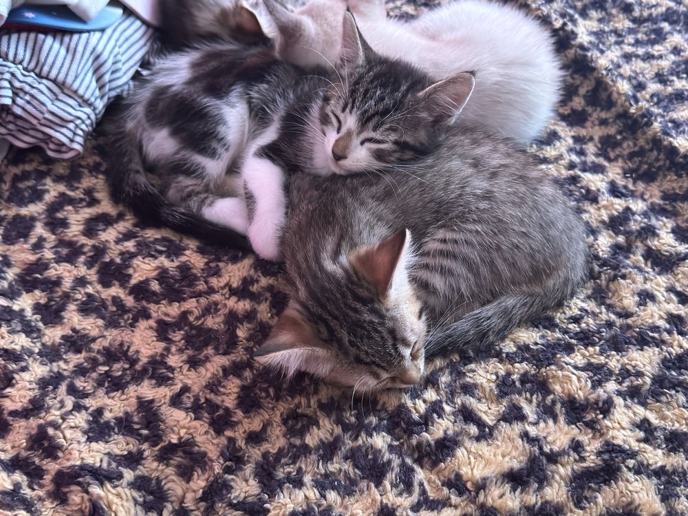 Gatinhos bebés para adoção ( 2 Machos e 1 Fêmea)