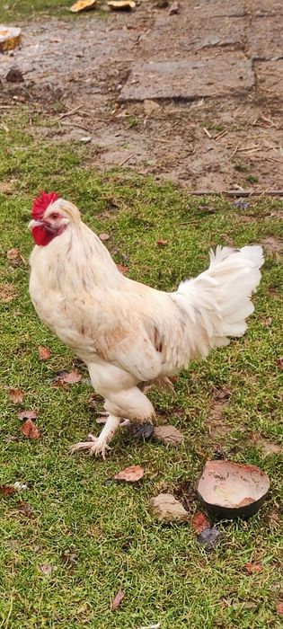 Młode koguty z własnego chowu